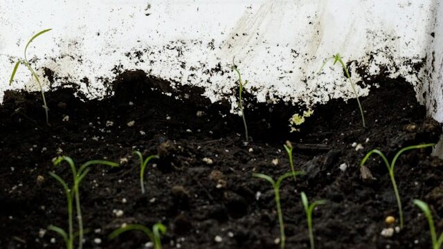 Heavy garden soil compared to light seed starting mix