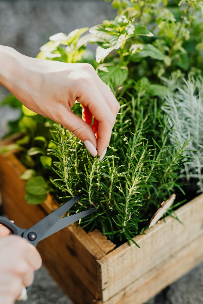 fresh herbs growing in a small raised garden bed