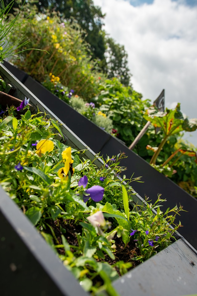 fresh herbs growing in a small raised garden bed