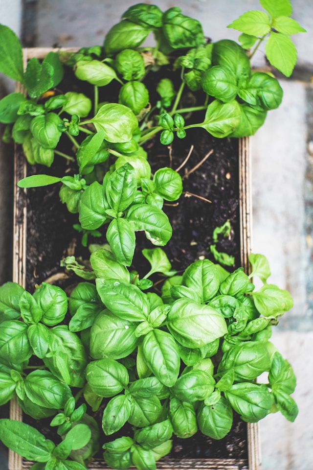 fresh herbs growing in a small raised garden bed