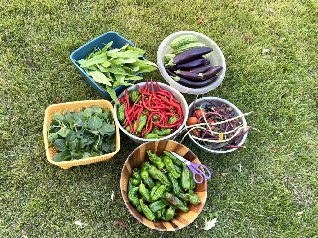 freshly harvested vegetables from a home garden