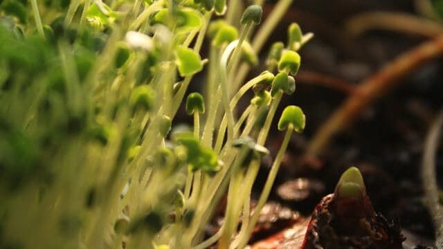 Weak leggy seedlings caused by insufficient light