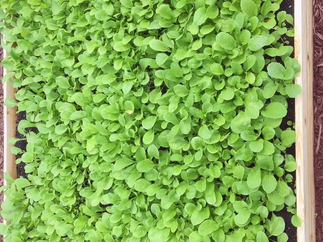 lettuce growing in container at home for beginners