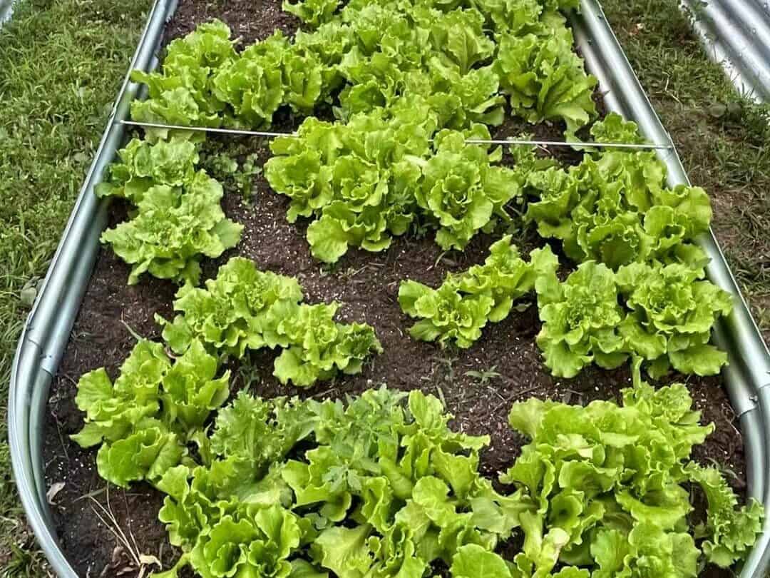 lettuce growing in container at home for beginners