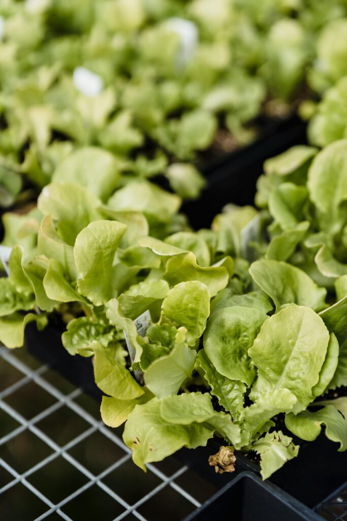 lettuce growing in a raised garden bed ready to harvest