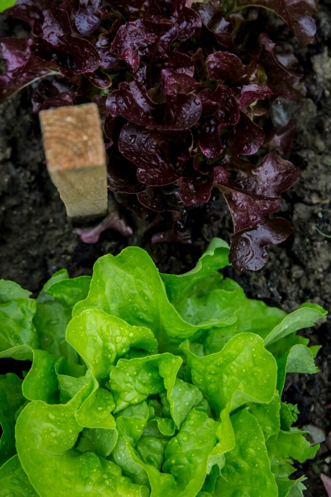 lettuce growing in a raised garden bed ready to harvest