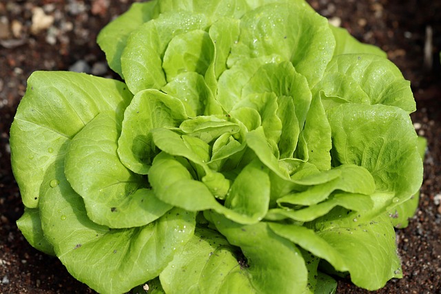 lettuce growing in raised garden bed