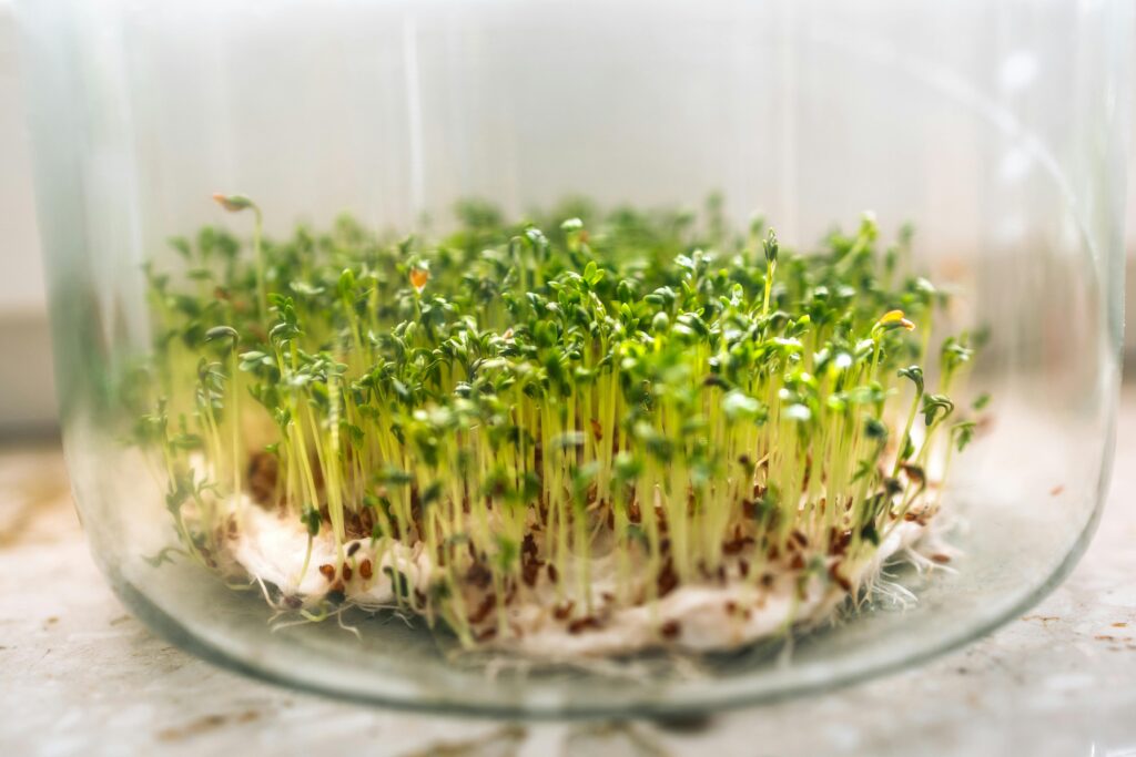 microgreens growing in tray indoors