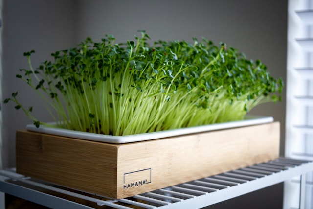 microgreens growing in tray indoors