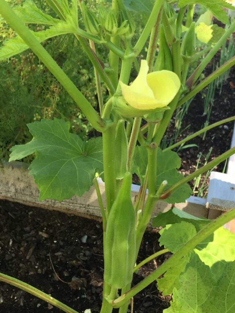 okra plant with yellow flower blooming before producing pods