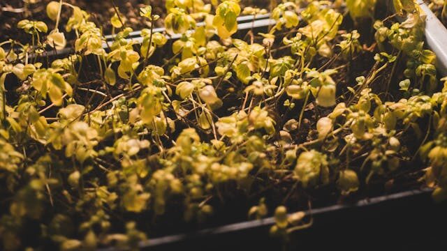 Overwatered seedlings in soggy soil causing poor germination