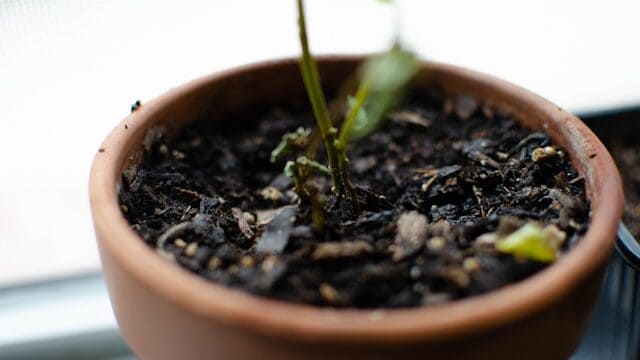 Overwatered seedlings in soggy soil causing poor germination