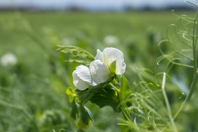pea plants growing on trellis