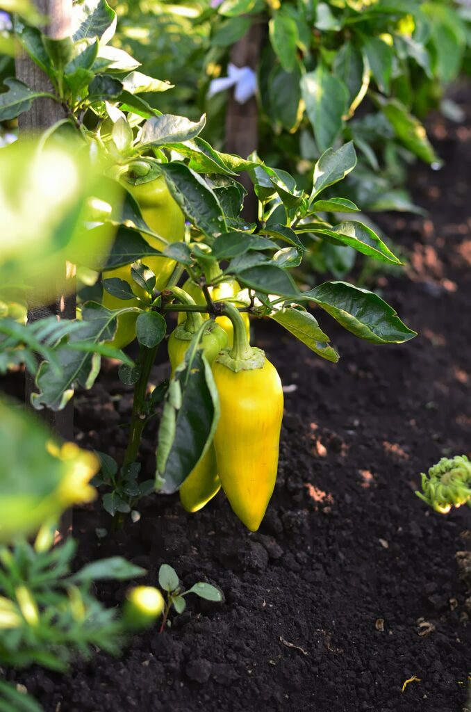 bell peppers growing in a warm raised garden bed