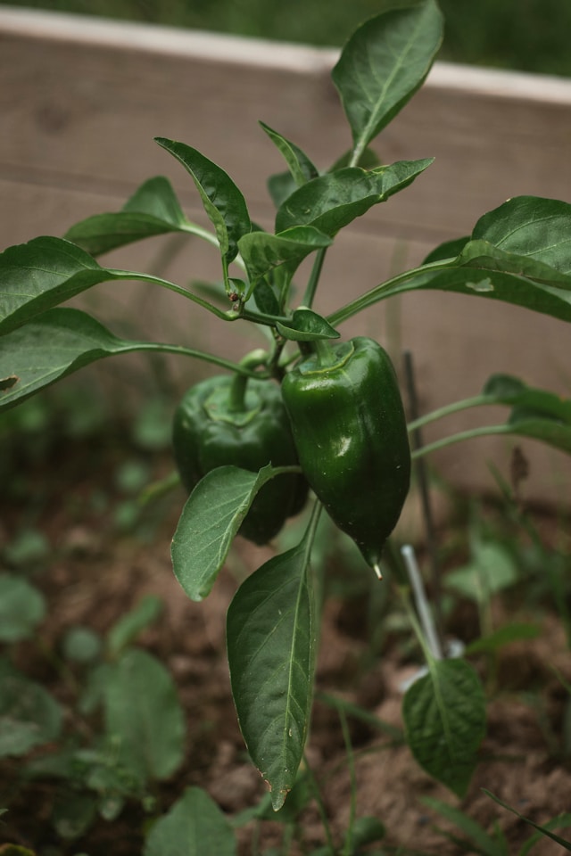 bell peppers growing in a warm raised garden bed