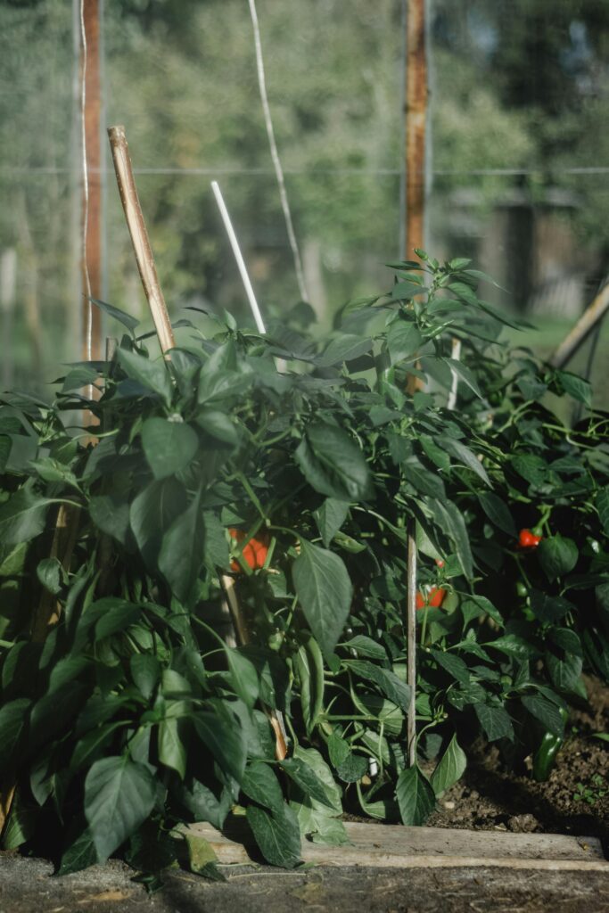 bell peppers growing in a warm raised garden bed