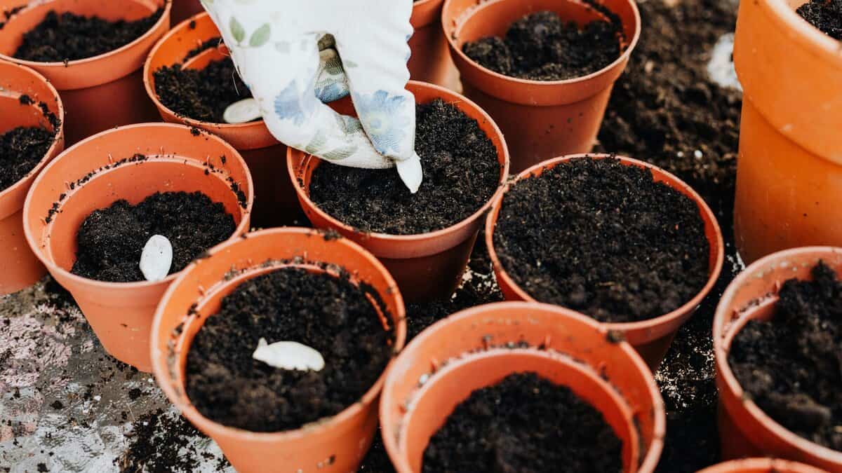 Seeds planted too deep failing to sprout