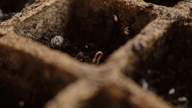 Seeds planted too deep failing to sprout