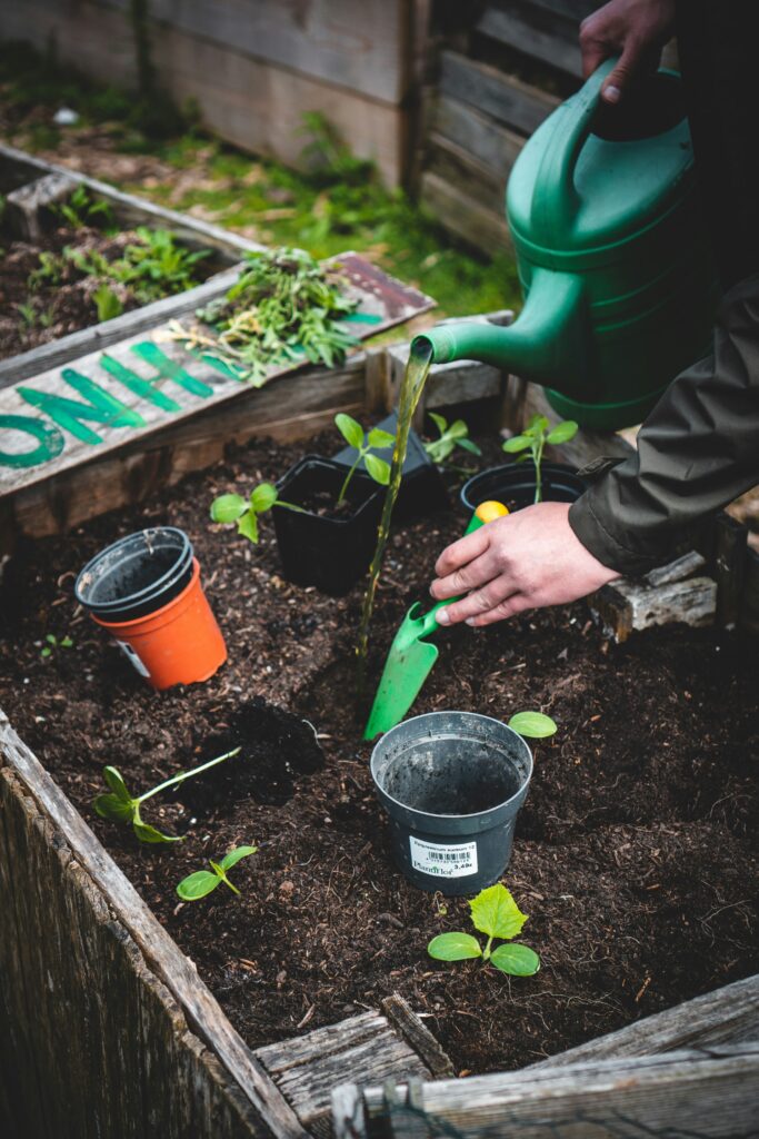 watering plants with watering can
