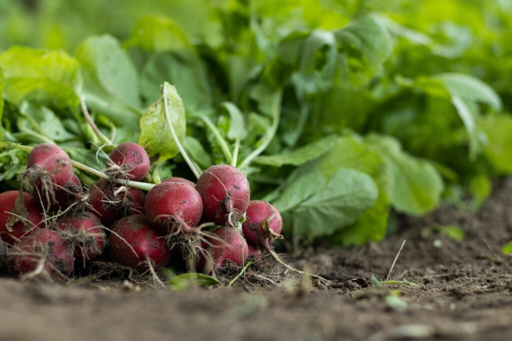 radishes growing in garden soil