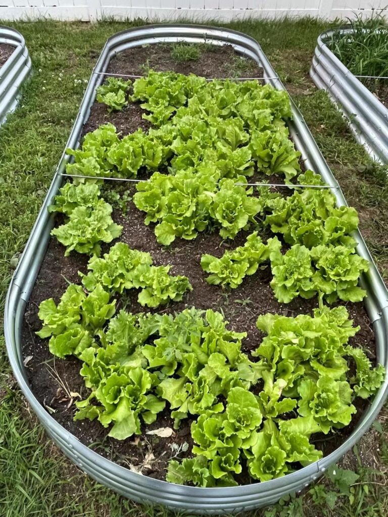 lettuce growing evenly spaced in a raised garden bed
