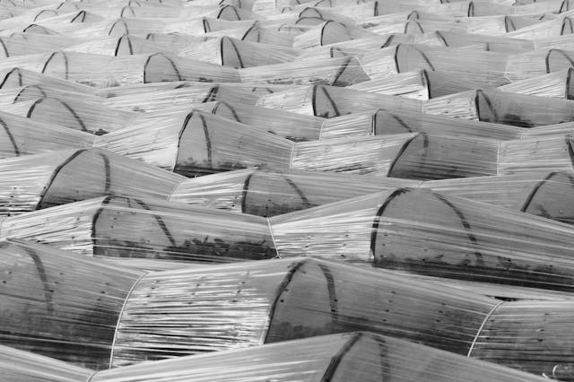 Plastic container sealed too tightly causing overheating and damaging young seedlings