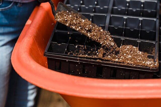 Seed container without drainage holes causing water buildup and root rot in seedlings