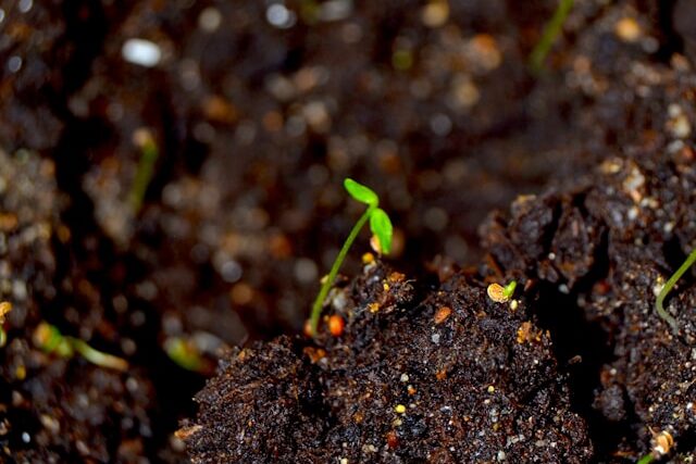 Lightweight seed starting soil mix for seedlings