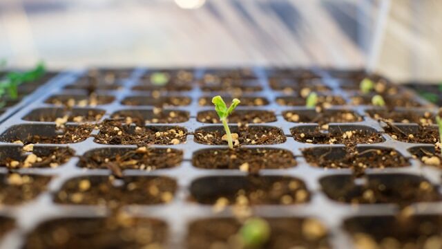 Seed starting trays with humidity dome for seedlings
