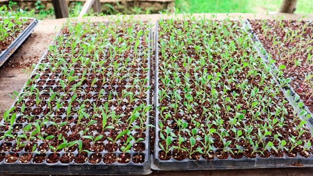 Seed starting trays with humidity dome for seedlings