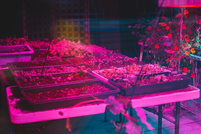 Seedlings growing under LED grow light indoors