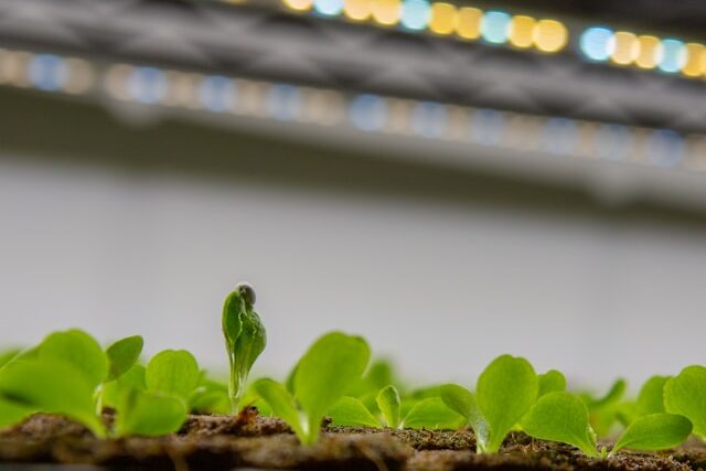 Seedlings growing under LED grow light indoors