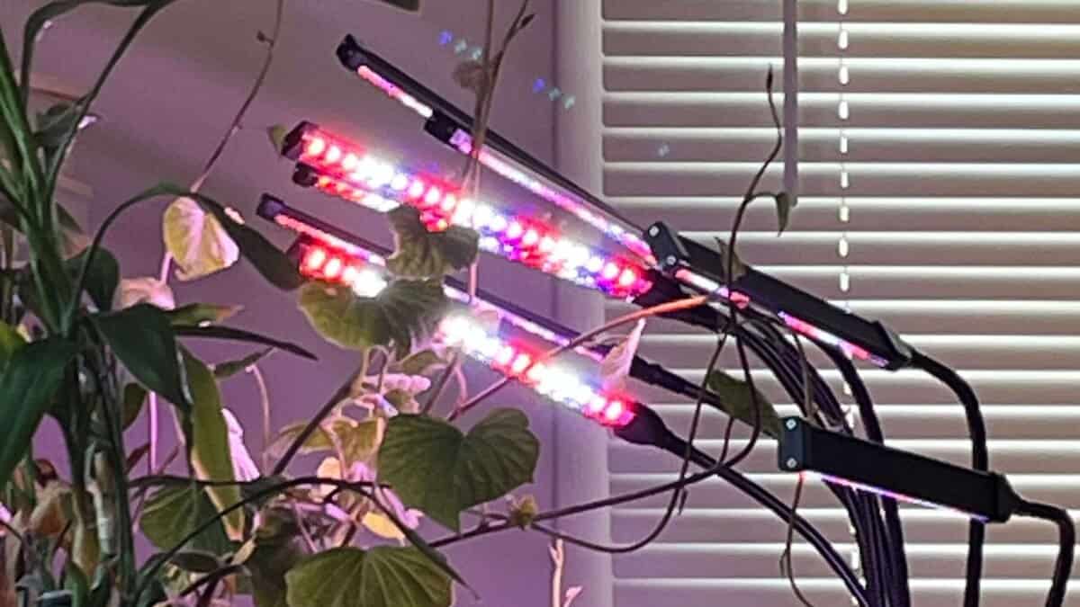Beginner seed starting setup with grow light and trays indoors