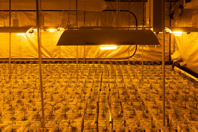 Seedlings growing under LED grow light indoors