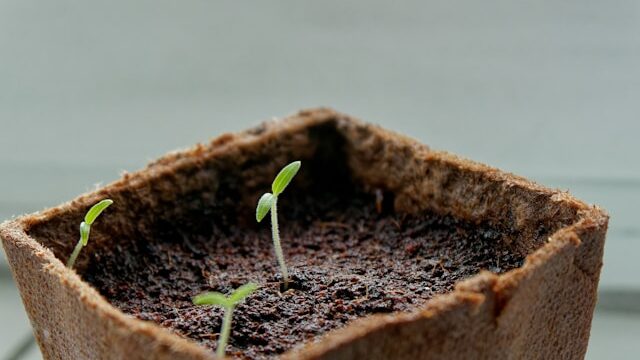 Seeds not germinating in seed tray with moist soil