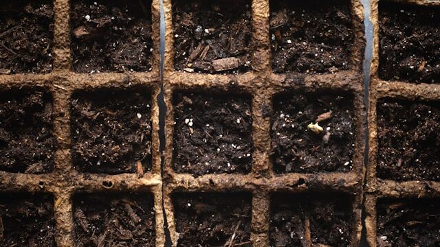 Seeds not germinating in seed tray with moist soil