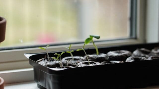 Seeds not germinating in seed tray with moist soil