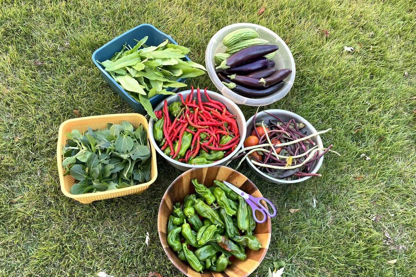 simple gardening for mental clarity and stress relief