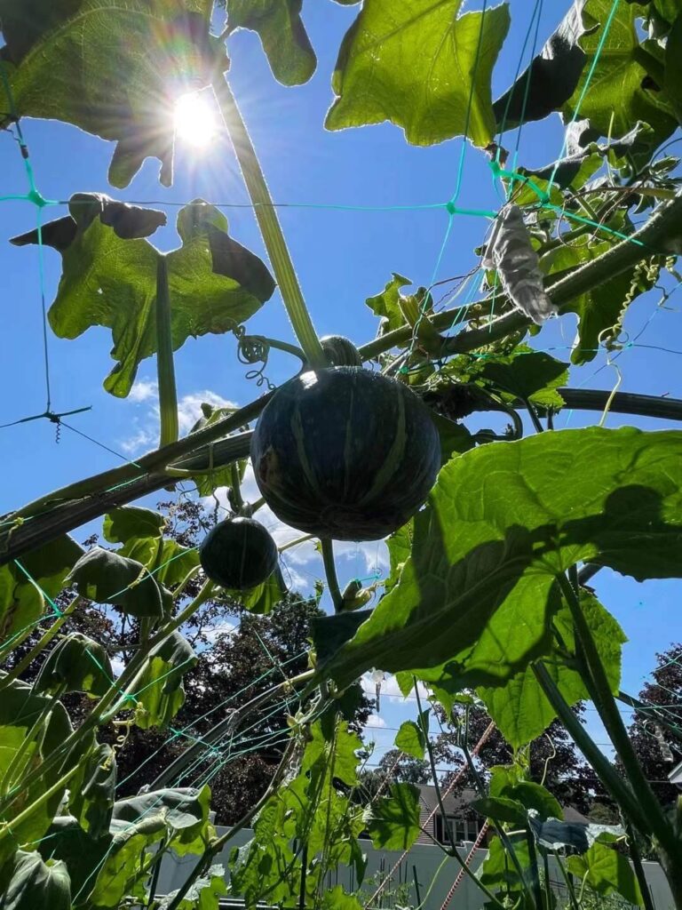 simple gardening for mental clarity and stress relief