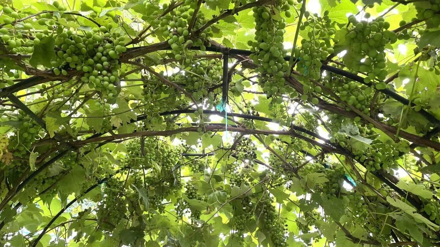 simple gardening for mental clarity and stress relief