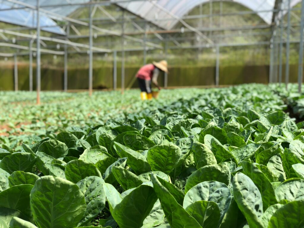 spinach leaves growing in spring garden