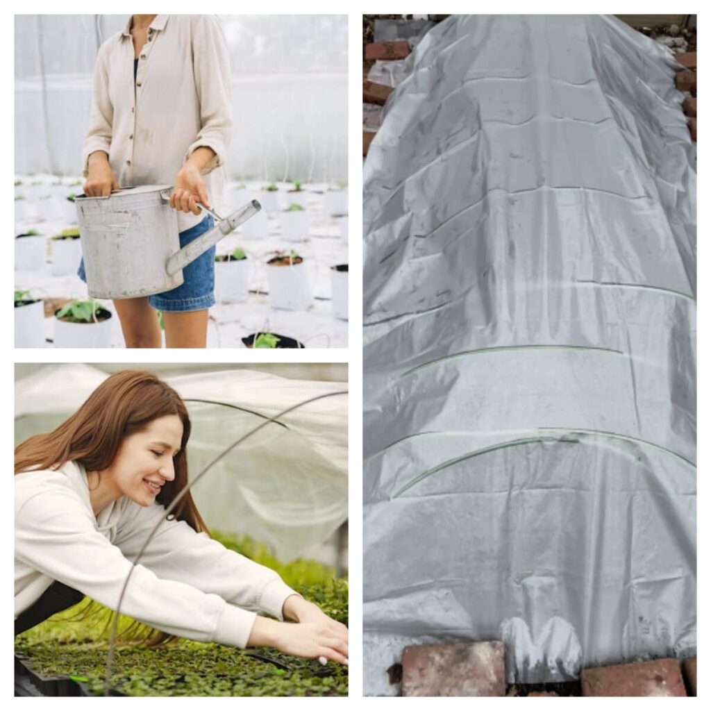 early spring vegetables under plastic covers garden