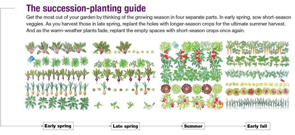 succession planting guide for continuous vegetable harvest