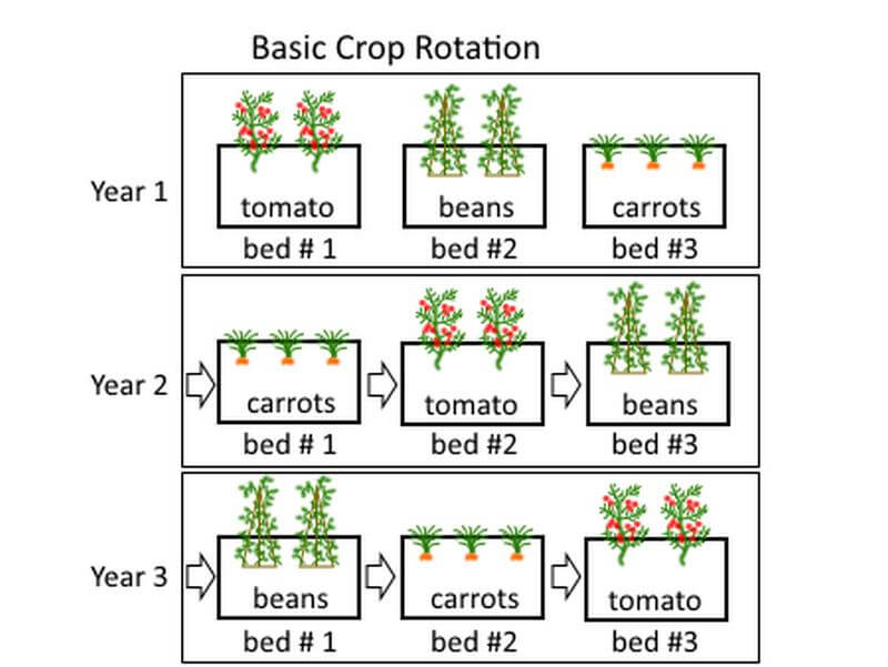 succession planting guide for continuous vegetable harvest