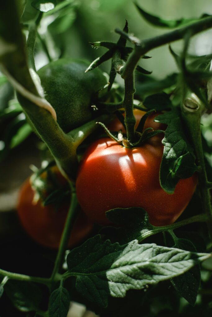 tomatoes growing vertically in a raised garden bed with support