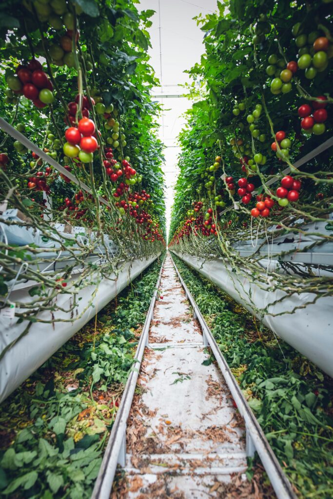 tomatoes growing vertically in a raised garden bed with support