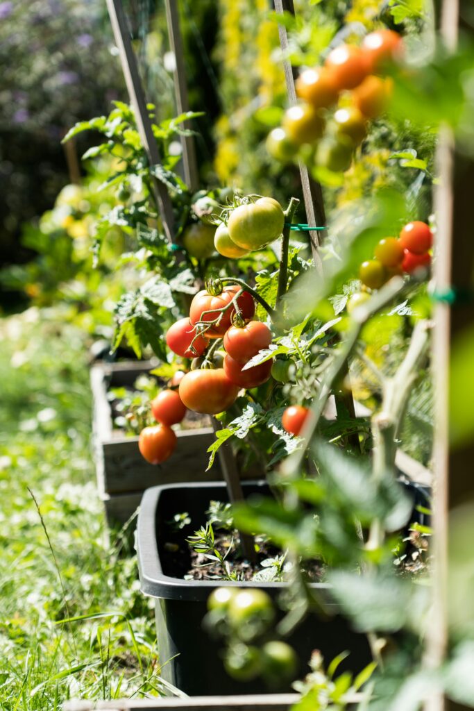 tomatoes growing vertically in a raised garden bed with support