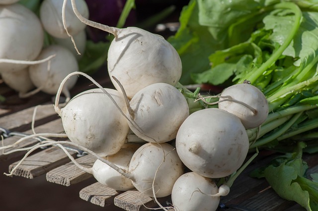 turnips growing in home garden soil