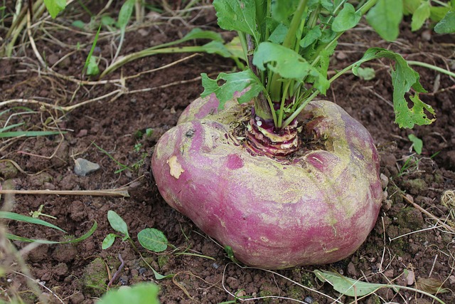 turnips growing in home garden soil