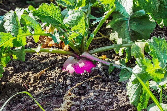 turnips growing in home garden soil